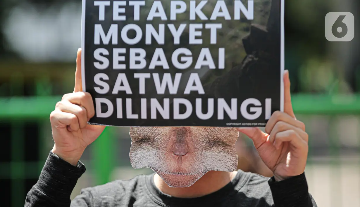 Massa yang tergabung dalam Koalisi Primates Fight Back mengangkat spanduk berisi tuntutan saat melakukan aksi di depan Kantor Kementerian Lingkungan Hidup dan Kehutanan, Jakarta, Senin (12/12/2022). Dalam aksinya mereka mendesak pemerintah untuk menetapkan monyet sebagai satwa dilindungi. (Liputan6.com/Faizal Fanani)