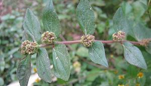 patikan kebo (Image Bank Liputan6)