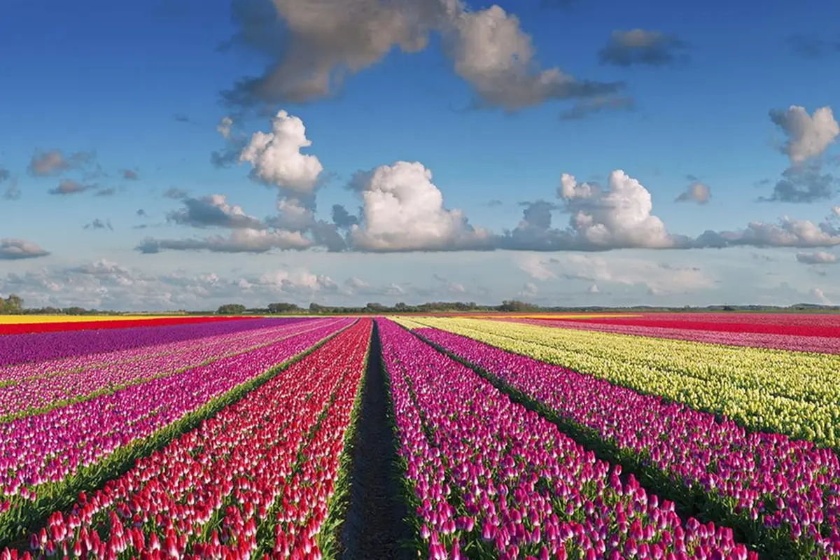 Taman bunga di Amsterdam, Belanda.