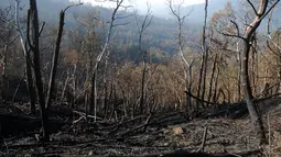 Kondisi salah satu lereng Gunung Ijen setelah mengalami kebakaran beberapa waktu lalu. Foto diambil pada Senin, (20/10/2014). (Liputan6.com/Helmi Fithriansyah)