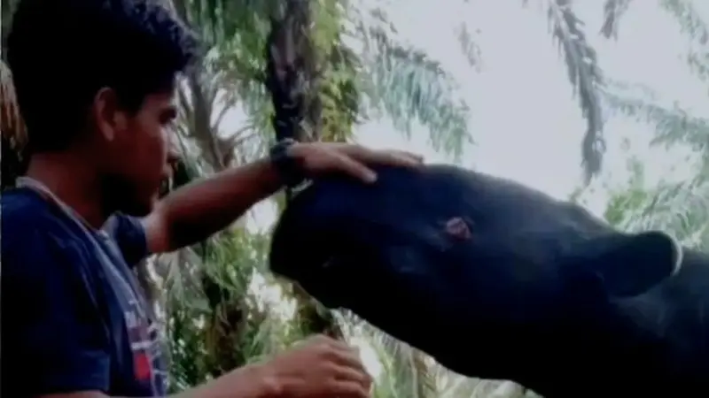 Tangkapan layar tapir main dengan warga di Kabupaten Kampar.