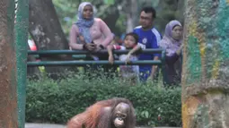 Warga melihat satwa orang utan di Taman Margasatwa Ragunan (TMR), Jakarta, Kamis (25/12/2014). (Liputan6.com/Miftahul Hayat)