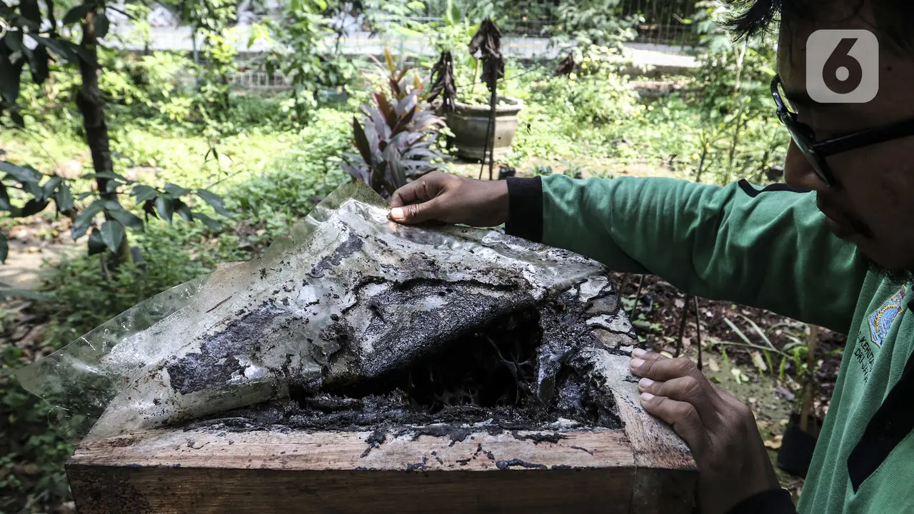 Menengok Budi Daya Lebah Trigona di Hutan Kota Srengseng