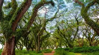 Taman Nasional Baluran. (foto: Liputan6.com/jawapos.com)