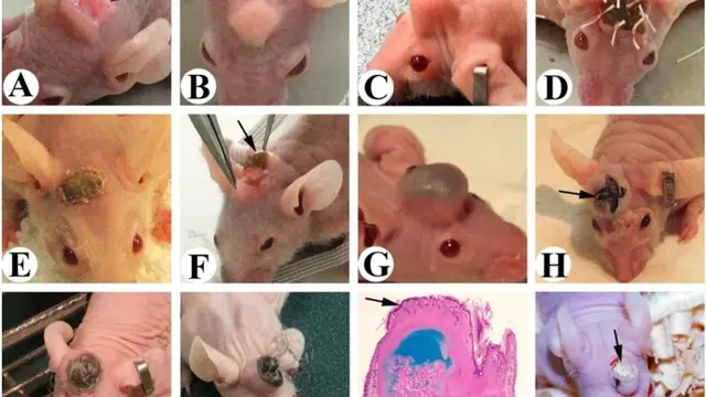 Tikus Bertanduk Rusa