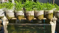 Lele dan Kangkung Panen Bersamaan dari Satu Karung Bekas, Begini Caranya