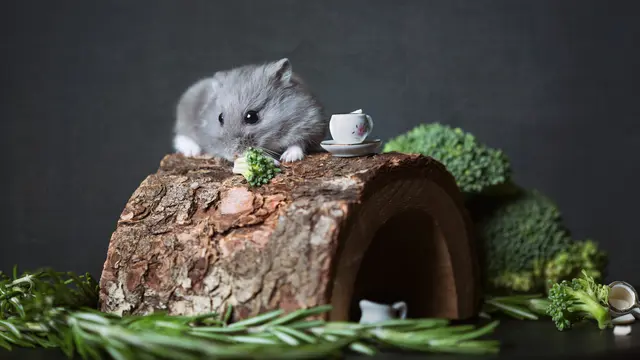 Hamster