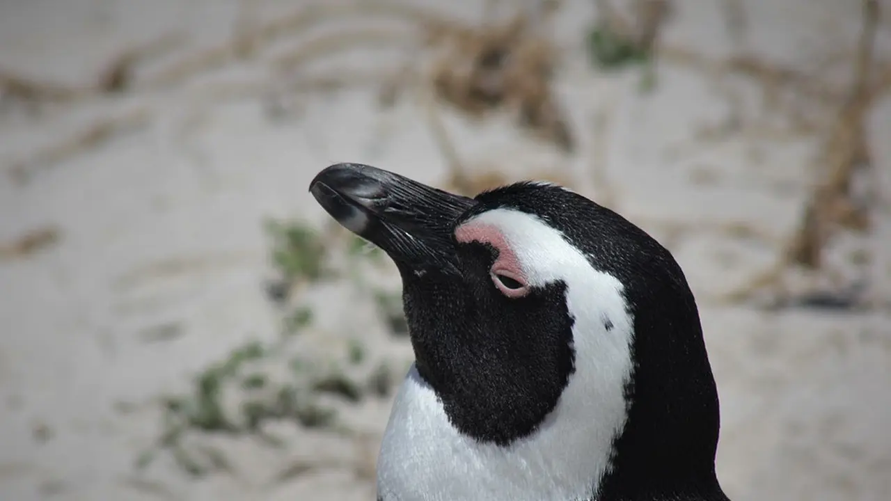 Penguin Jackass