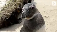 Populasi Penguin Afrika yang menurun telah meningkatkan kepedulian masyarakat, karena habitat burung tersebut sedang dilanda oleh pasang naik yang disebabkan oleh perubahan iklim.