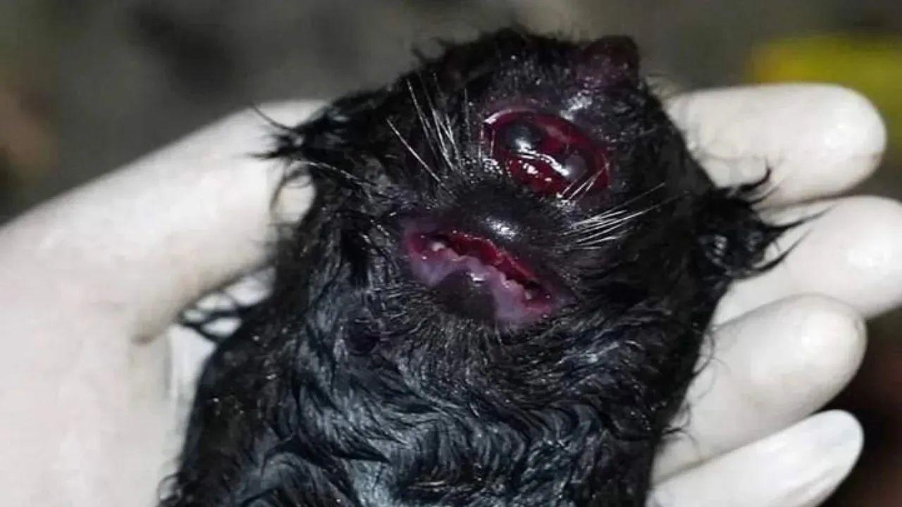 Irfan Hakim Takjub Dapati Kondisi Bayi Binturong Miliknya yang Lahir dengan Satu Mata dan Bertanduk: Allah Maha Pencipta Segala Bentuk. (instagram.com/irfanhakim75)