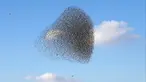 Sekelompok burung jalak yang tengah bermigrasi terlihat dilangit kota Beer Sheva, Israel selatan 26 Desember 2016. Fenomena ini disebut 'murmuration' yang berlangsung saat musim dingin. (REUTERS/Baz Ratner)
