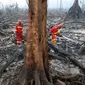 Petugas pemadam kebakaran berusaha mematikan sisa titik api yang masih menyala di cagar alam biosfer Giam Siak Kecil di Riau (3/9/2015). Sebagian lahan hutan yang memiliki luas ratusan ribu hektar itu terlihat hangus. (AFP PHOTO/ALFACHROZIE)