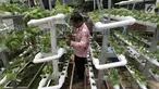 Warga melakukan perawatan tanaman hidroponik di kawasan Mangga Besar, Jakarta, Selasa (13/11). Warga sekitar memanfaatkan lahan alternatif untuk bercocok tanam sayur mayur. (Liputan6.com/Johan Tallo)