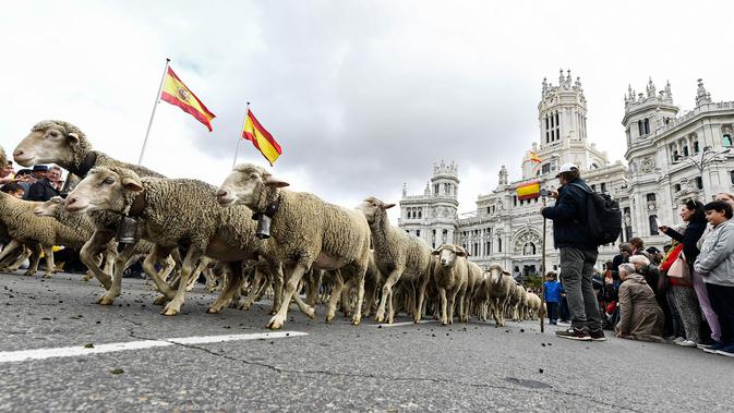 Pengembala menggiring ribuan ternak mereka menuju pusat kota Madrid pada Minggu (20/10/2019). Sekitar 2.000 domba digiring ke jalan-jalan di pusat kota Madri untuk melindungi hak menggembala, migrasi dan menggiring ternak yang semakin terancam oleh perluasan permukiman. (OSCAR DEL POZO / AFP)