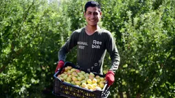 Petani memanen buah pir di Zabadani, pedesaan Damaskus, Suriah, 22 Agustus 2020. Para petani kembali ke lahan pertanian mereka di kota yang dilanda perang itu usai Zabadani berhasil direbut kembali. Tahun ini, para petani menikmati panen pertama setelah bertahun-tahun. (Xinhua/Ammar Safarjalani)