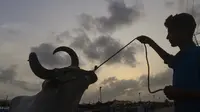 Seorang pedagang ternak menggiring seekor sapi di pasar ternak menjelang perayaan Idul Adha di kota pelabuhan Karachi, Pakistan (1/7/2022). Idul Adha merupakan salah satu hari raya umat Islam di dunia yang identik dengan penyembelihan hewan kurban bagi yang mampu. (AFP/Asif Hassan)