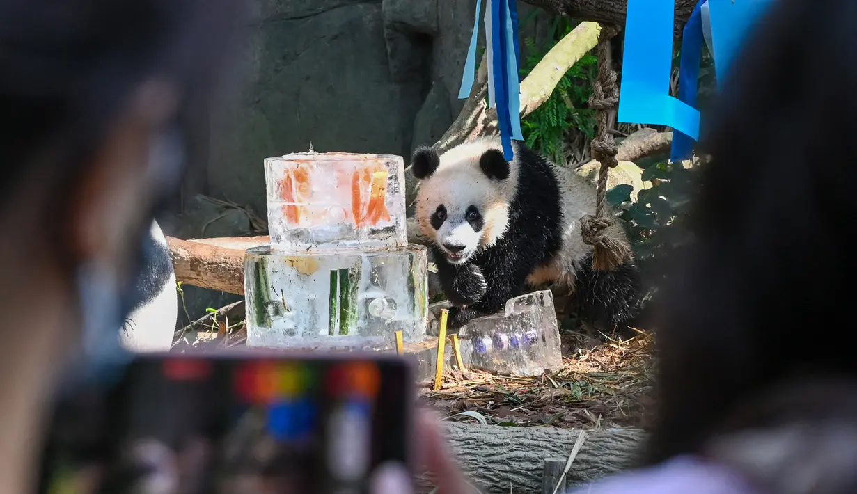 Le Le merayakan ulang tahunnya yang pertama dalam pameran hutan panda raksasa River Wonders di Singapura, Jumat (12/8/2022). Le Le genap berusia satu tahun pada 14 Agustus nanti. (Roslan RAHMAN/AFP)