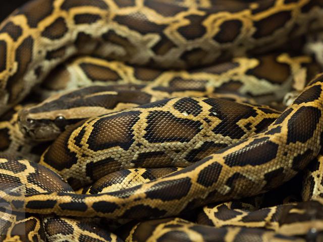 Misteri Ular Piton 62 Tahun Bertelur Tanpa Kawin Dan Kontak Dengan Pejantan Global Liputan6 Com