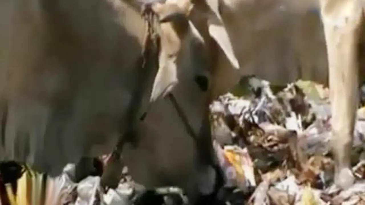 Sapi Pemakan Sampah