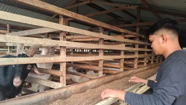 Agus saat mengecek kondisi kambing di kandang. (Liputan6.com/Yacob Billiocta)