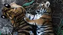 Dua ekor anak Harimau Bengal bermain di penampungan hewan FURESA, Jayaque, San Salvador, Selasa (31/1). Empat anak harimau bengal, sebuah spesies yang terancam punah, berhasil lahir melalui persalinan normal. (AFP PHOTO/ Marvin RECINOS)