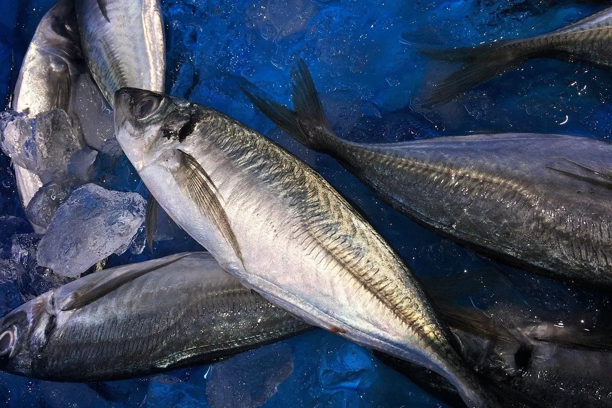 Ilustrasi Ikan Tongkol