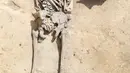 Tulang kerangka dari bekas orang yang dimutilasi ditemukan di Achenheim, Perancis, 7 Juni 2016. Menurut para arkeolog, sisa rangka itu menunjukkan bahwa telah terjadi proses eksekusi secara brutal oleh para prajurit yang marah (Philippe Lefranc/INRAP/AFP)