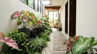 6 Ide Taman Mini di Lorong Rumah dengan Tanaman Berdaun Lebar, Bikin Hunian Terasa Teduh dan Menarik