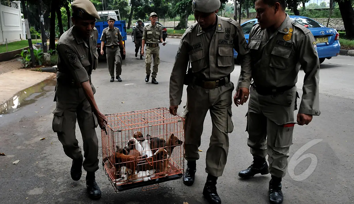 Petugas Satpol PP membawa anjing dalam kandang saat razia pedagang anjing dan kucing di Jalan Latuharhary, Jakarta Pusat, Kamis (9/4/2015). Dalam oprasinya petugas menyita puluhan anjing yang tidak memiliki kelengkapan surat. (Liputan6.com/Johan Tallo)