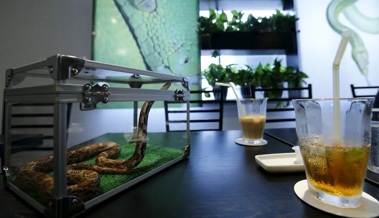 Seekor ular dan minuman ada di atas meja di sebuah kafe ular 'Tokyo Snake Center' di distrik fashion Harajuku, Tokyo, 14 Agustus 2015. Di kafe ini, pengunjung bisa menikmati aneka hidangan lezat sambil ditemani ular-ular nan eksotis. (REUTERS/Toru Hanai)