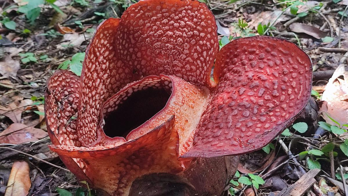 Tumbuh di Kebun Raya Bogor, Rafflesia Arnoldi Mekar di Luar Habitatnya - Vimarsana News
