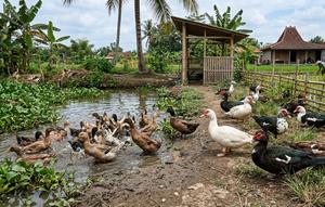 Perbandingan Ternak Itik dan Entok (Foto: Gemini AI)