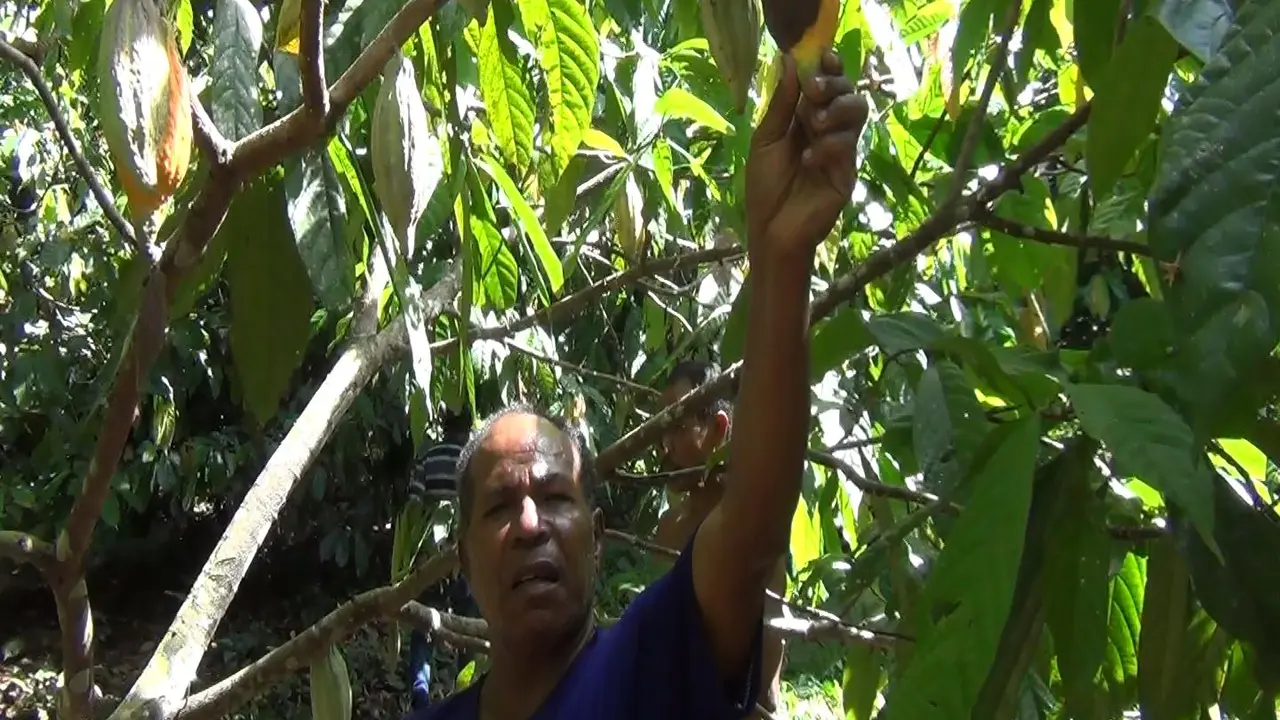 petani kakao Jayapura