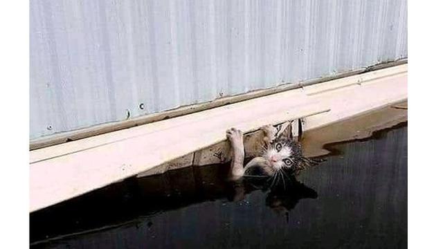 Foto 5 Kucing Menyelamatkan Diri dari Banjir Ini Bikin Terenyuh