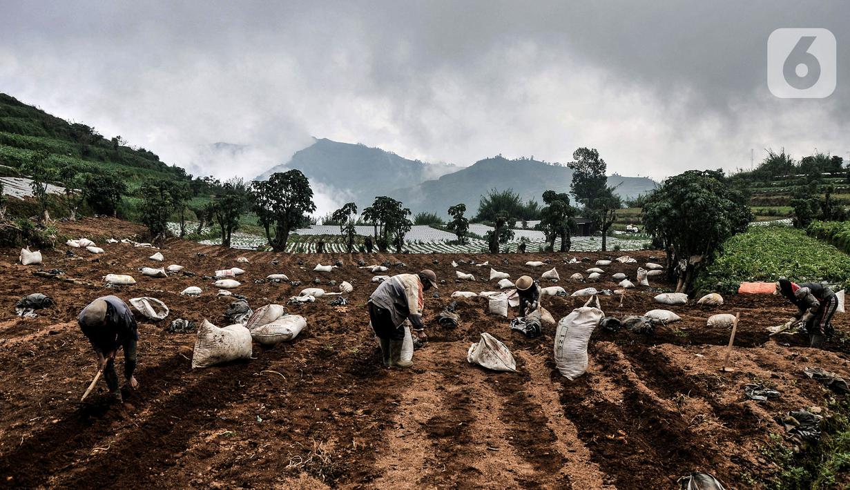 Sejumlah petani menyiapkan lahan untuk ditanami kentang di Desa Sembungan, Dieng, Jawa Tengah, 1 Juli 2021. Hampir 90 persen lahan pertanian di kawasan Dieng ditanami kentang oleh masyarakat setempat. (merdeka.com/Iqbal S. Nugroho)