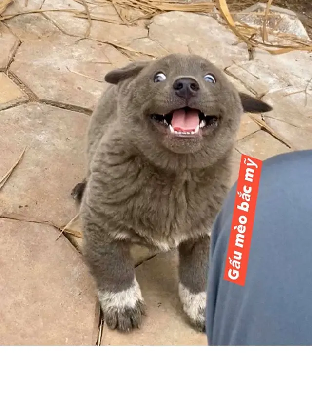 Viral, 7 Ekspresi Konyol Anjing Ini Sukses Bikin Gemas Netizen