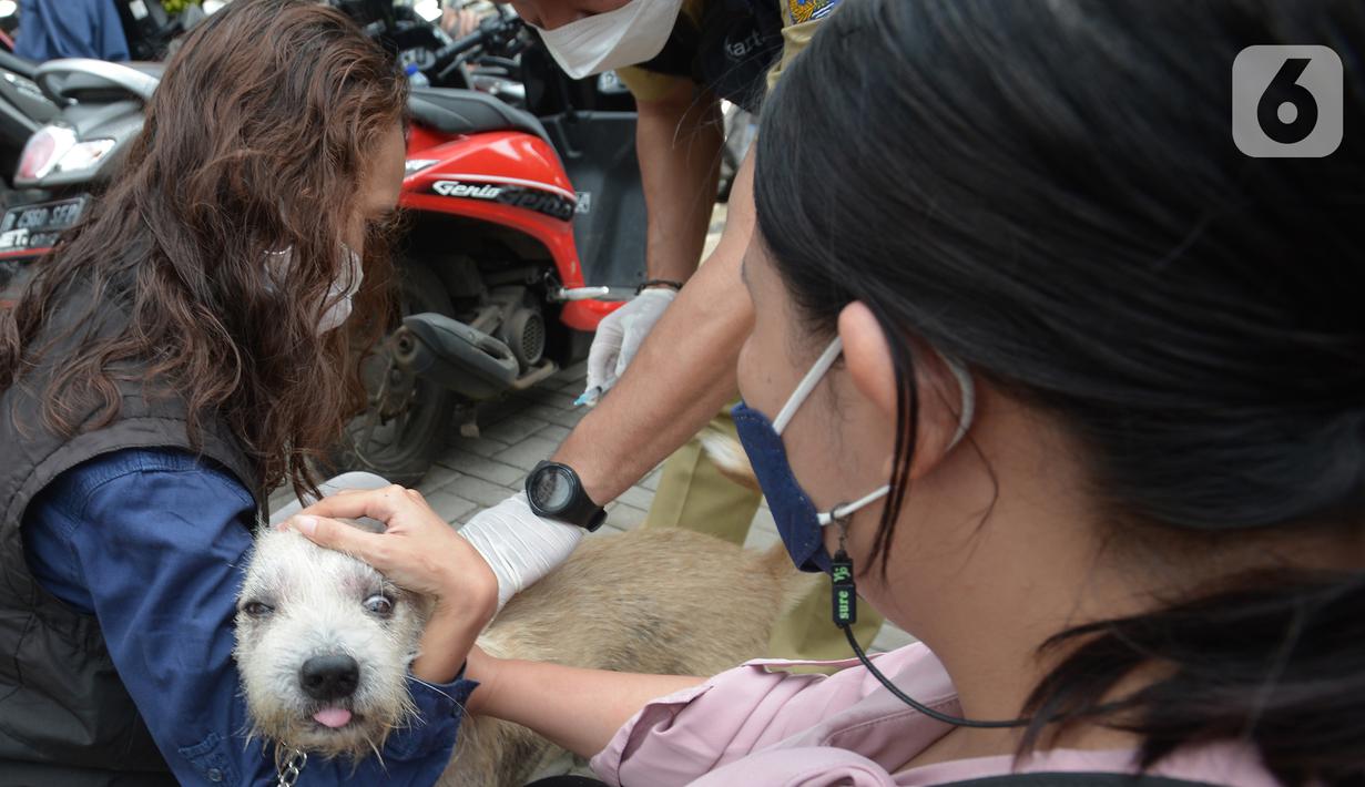 Petugas menyuntikkan vaksin rabies pada seekor anjing peliharaan warga di kelurahan Bukit Duri, Jakarta, Selasa (24/8/2021). Dinas Ketahanan Pangan, Kelautan, dan Pertanian (KPKP) memberikan vaksinasi rabies bagi hewan peliharaan warga untuk mengantisipasi penyakit rabies. (merdeka.com/Imam Buhori)