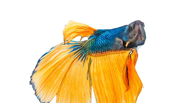 Cara Ternak Ikan Cupang
