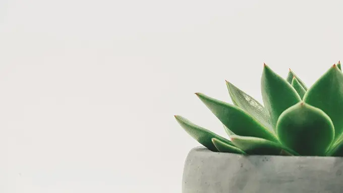 Tanaman Hias/Unsplash Scott