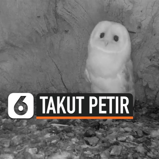 6400 Koleksi Suara Hantu Bayi Gratis Terbaik