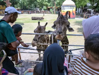 Pengunjung memberi makan jerapah di Kebun Binatang Surabaya, Jawa Timur, selama libur sekolah sekaligus jelang Natal dan Tahun Baru pada Minggu 21 Desember 2025. Memasuki libur sekolah dan jelang perayaan Natal 2025 serta Tahun Baru 2026, Kebun Binatang Surabaya (KBS) kembali menjadi destinasi favorit keluarga. (JUNI KRISWANTO/AFP)