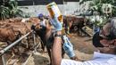 Tim dokter dari Sudin KPKP Jakarta Timur menyiapkan suntikan vitamin untuk hewan kurban di Jalan I Gusti Ngurah Rai, Jakarta, Kamis (15/7/2021). Pemeriksaan dimulai dari pengecekan mata, gigi, luka dan pemberian vitamin untuk meningkatkan daya tahan tubuh hewan kurban. (merdeka.com/Iqbal S. Nugroho)