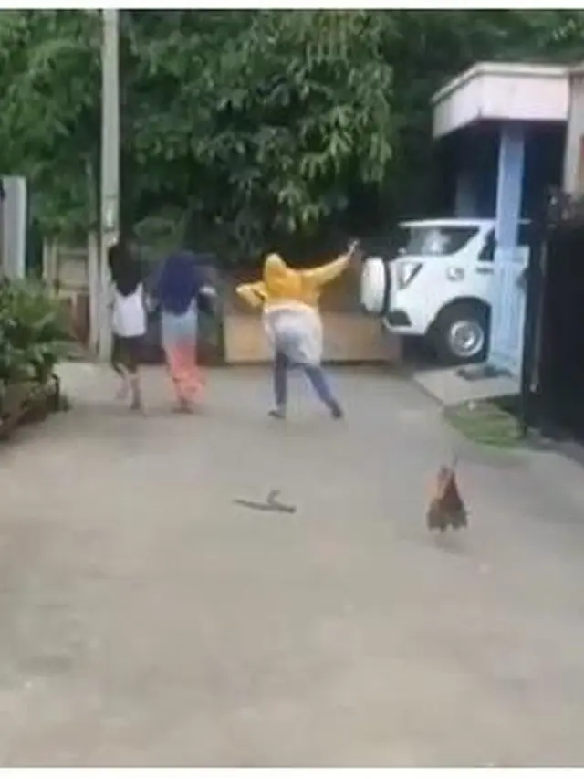 6 Momen Apes Orang Dikejar Hewan Ini Bikin Senyum Tipis