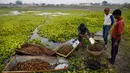 Warga desa memanen kastenye air dari sebuah kolam di Kanpur, Uttar Pradesh, India, Rabu (4/12/2019). Kastanye terasa agak manis dengan rasa hangat khas yang muncul usai memakannya. (AP Photo/Rajesh Kumar Singh)