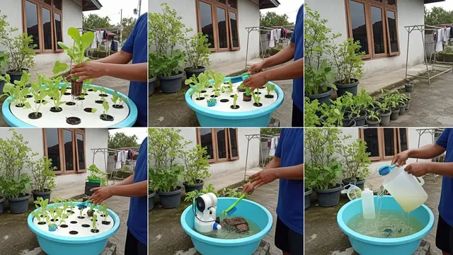 Cara Membuat Hidroponik dari Baskom