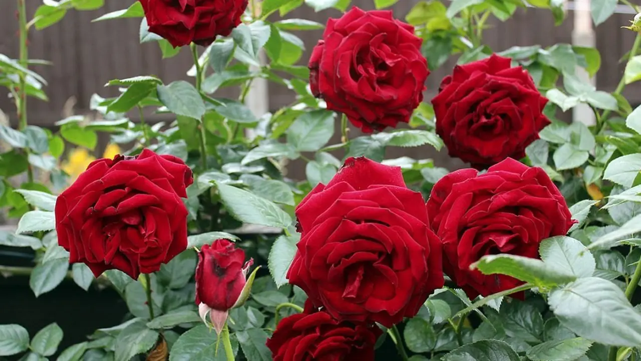 Romantis Abis! Atasi Rambut Rontok Bisa dengan Bunga Mawar
