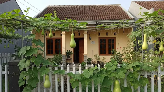 6 Jenis Labu yang Mudah Merambat di Pagar Rumah, Ide Berkebun Sederhana