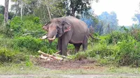 Gajah jinak yang didatangkan BBKSDA Riau untuk menangani gajah liar yang masuk kebun dan pemukiman masyarakat. (Liputan6.com/Dok BBKSDA Riau/M Syukur)