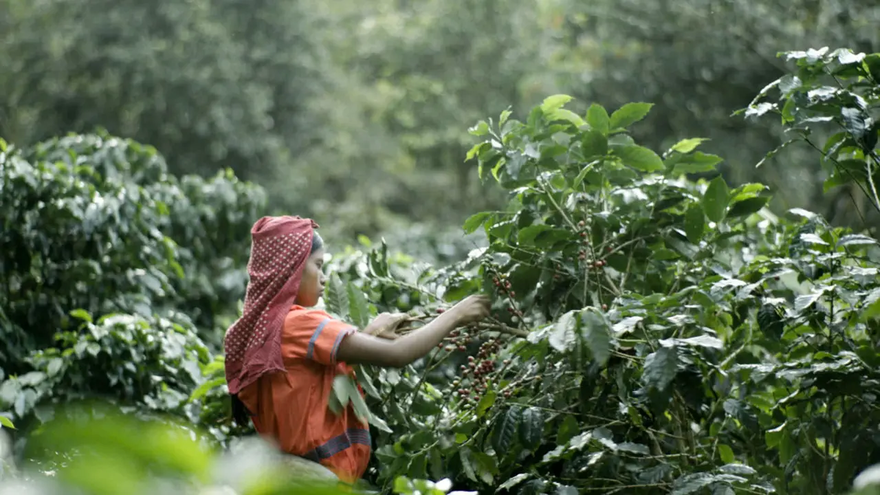 Ceritain Kopi Indonesia Bisa Bawa Anda Panen Kopi di Gunung Halu