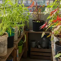 Ilustrasi Tanaman Kangkung dan Bayam/Gemini AI